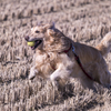 The Running Golden Retriever⑤