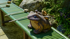  針綱神社 のカエル