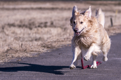 The Running Golden Retriever⑭