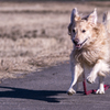 The Running Golden Retriever⑭