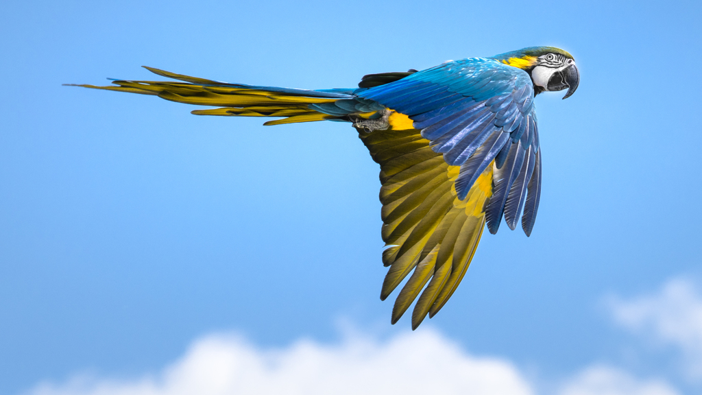 ルリコンゴウインコ②