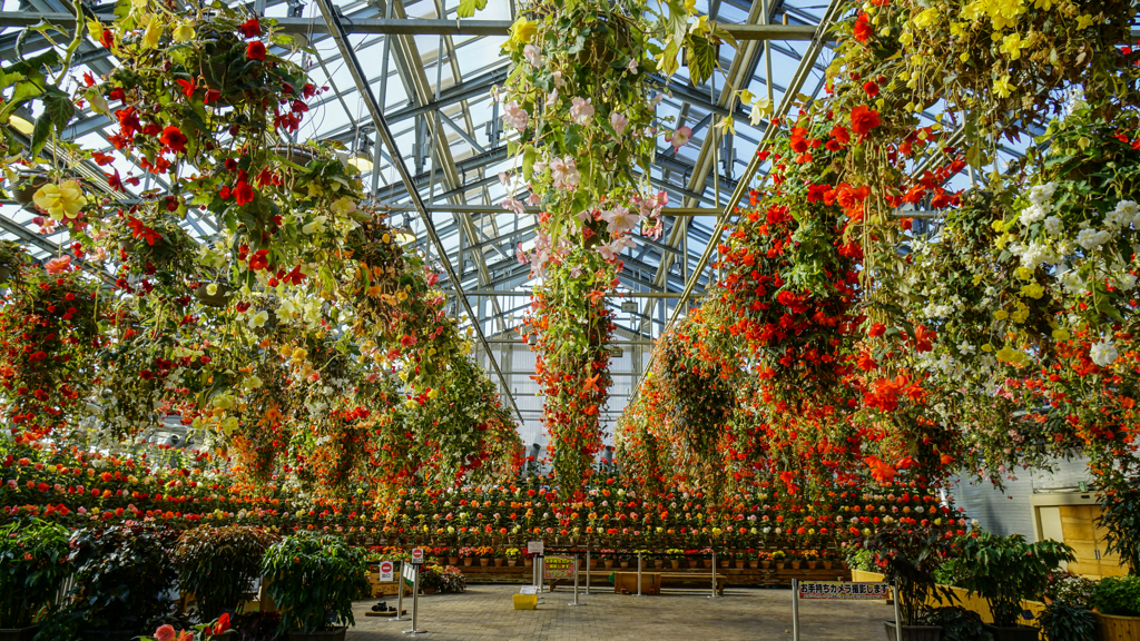 Begonia Garden