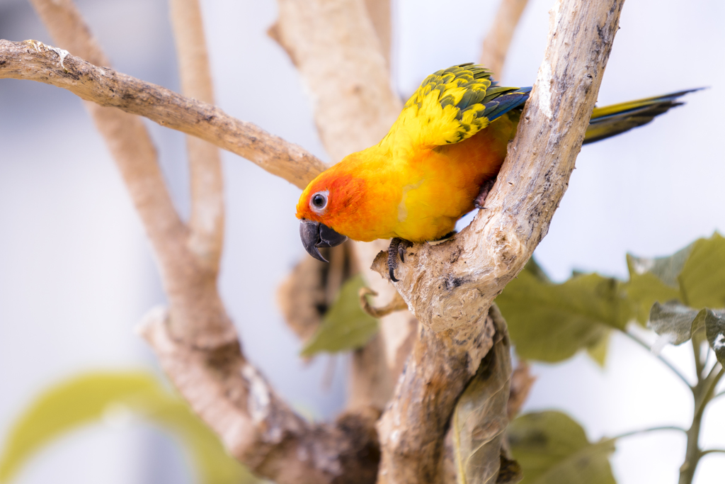 コガネメキシコインコ