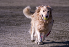 The Running Golden Retriever⑪