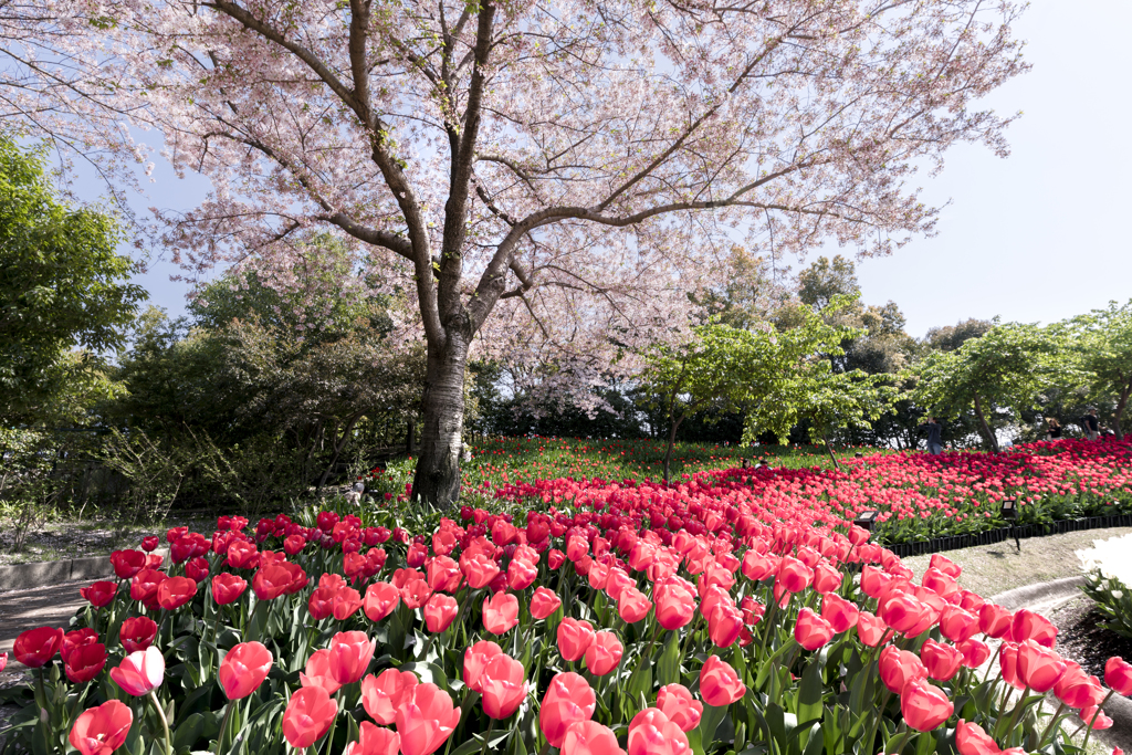  Cherry Blossom and Tulips