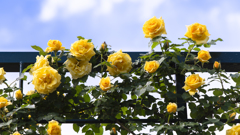 Yellow Rose