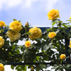 Yellow Rose