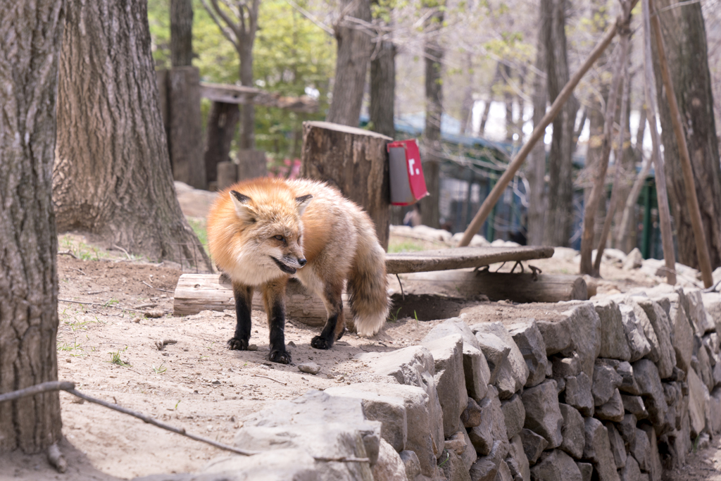 蔵王キツネ村㉛