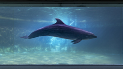 Dolphin swimming in the light
