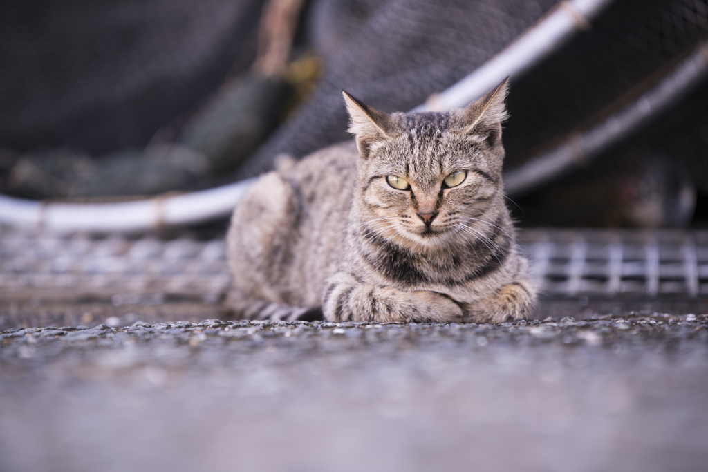 相島の猫③