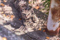 相島の猫⑭