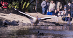 ペリカン・フライト