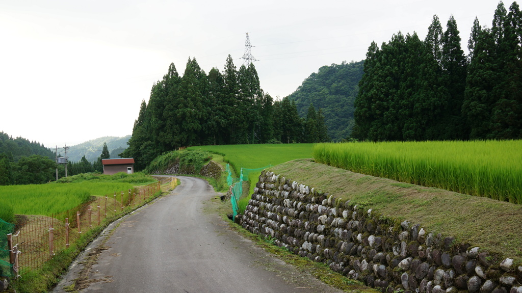 おおかみ家族の畑