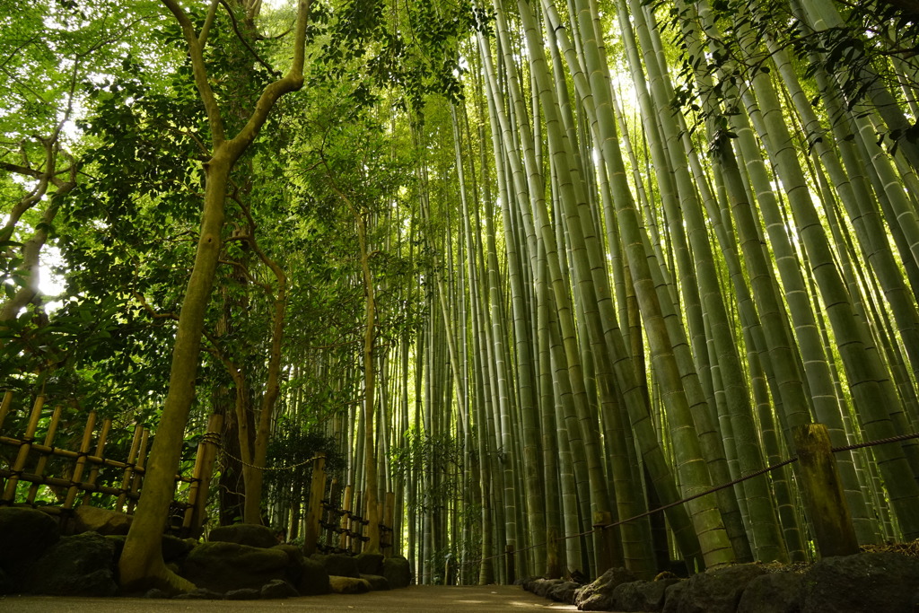 報国寺の竹林