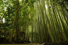 報国寺の竹林