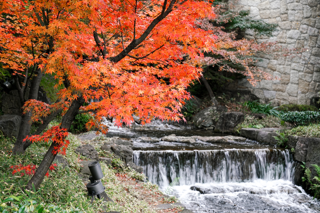 紅葉とせせらぎ