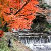 紅葉とせせらぎ