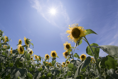 太陽と青空と向日葵