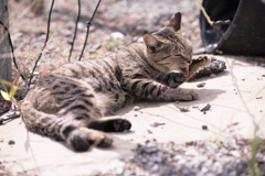 相島の猫⑤