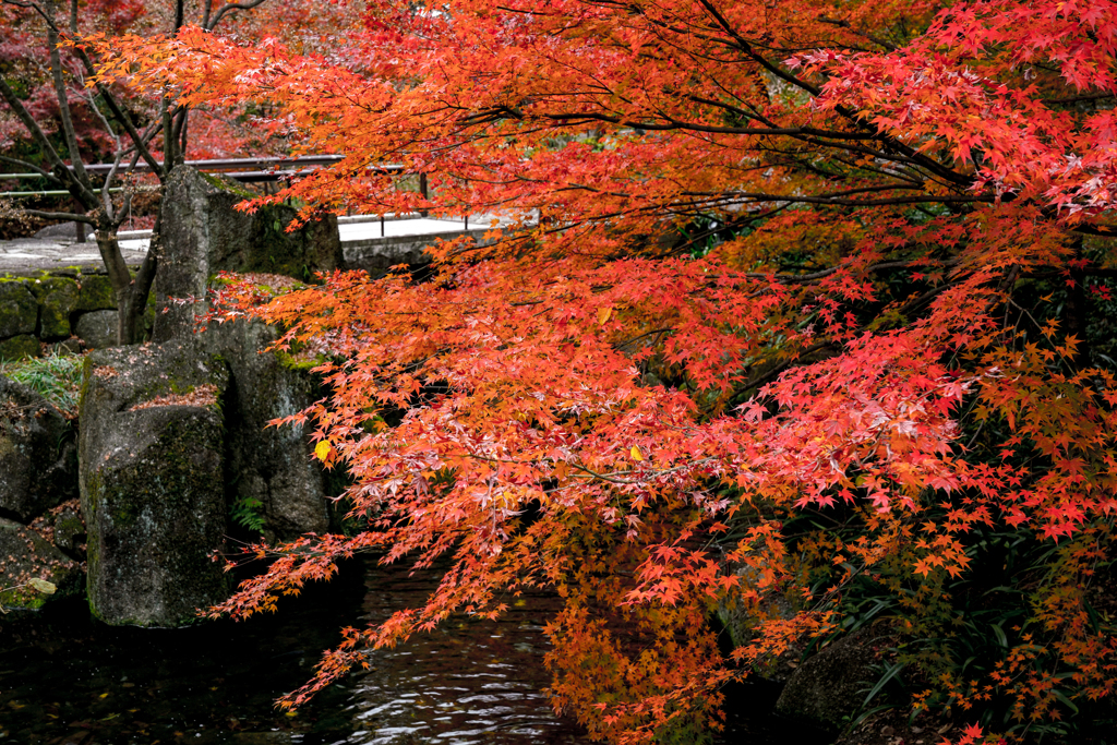 深く沈む紅
