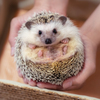 ハリネズミ⑧