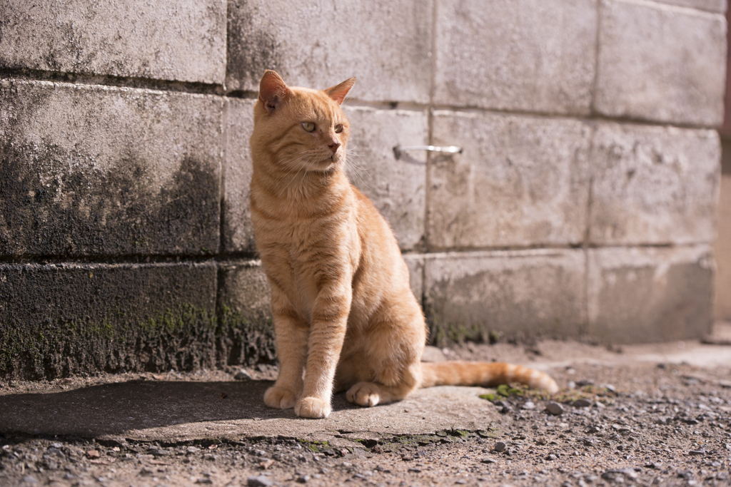 相島の猫㉒