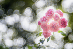 Bubblicious Rose
