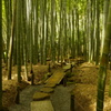 報国寺の竹林