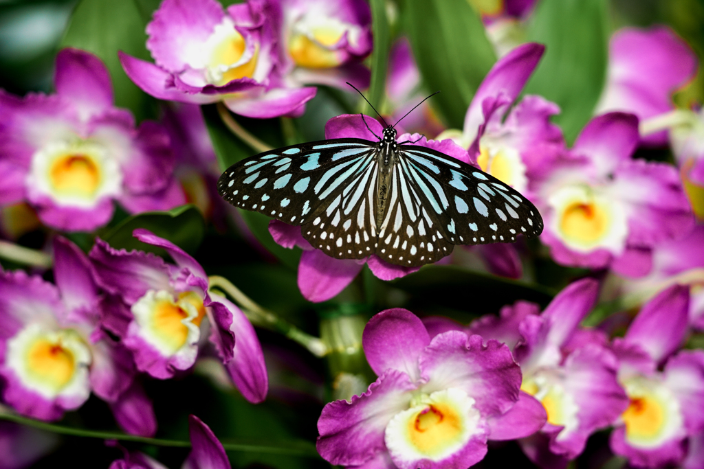 華と花