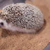 ハリネズミ⑦