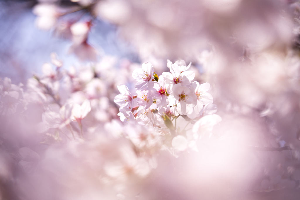 霞桜