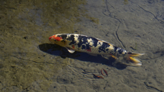 不老ヶ池に住む鯉