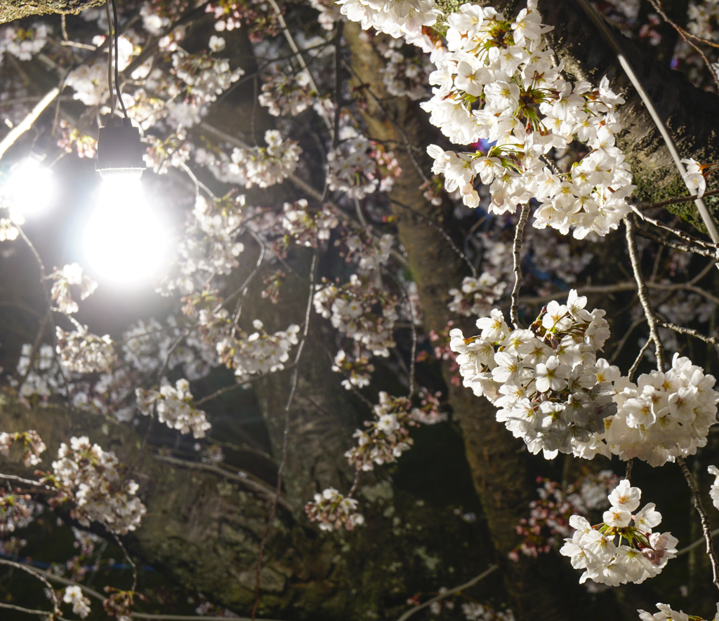 ライトアップ桜