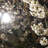 ライトアップ桜