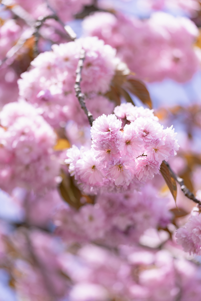 八重桜