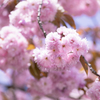 八重桜