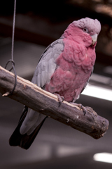 モモイロインコ①
