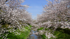 堀内公園の桜