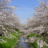 堀内公園の桜