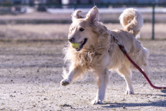 The Running Golden Retriever⑨