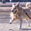 The Running Golden Retriever⑨