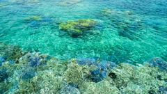 池間島のサンゴ礁①