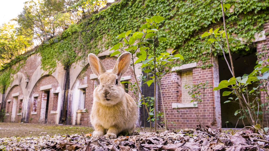 うさぎと砲台跡②