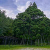 団子杉