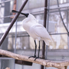 クロツラヘラサギ
