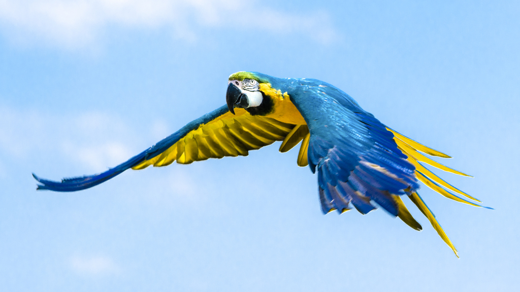 ルリコンゴウインコ③
