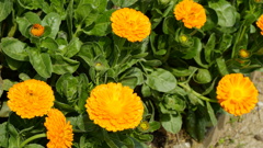 道端のオレンジの花