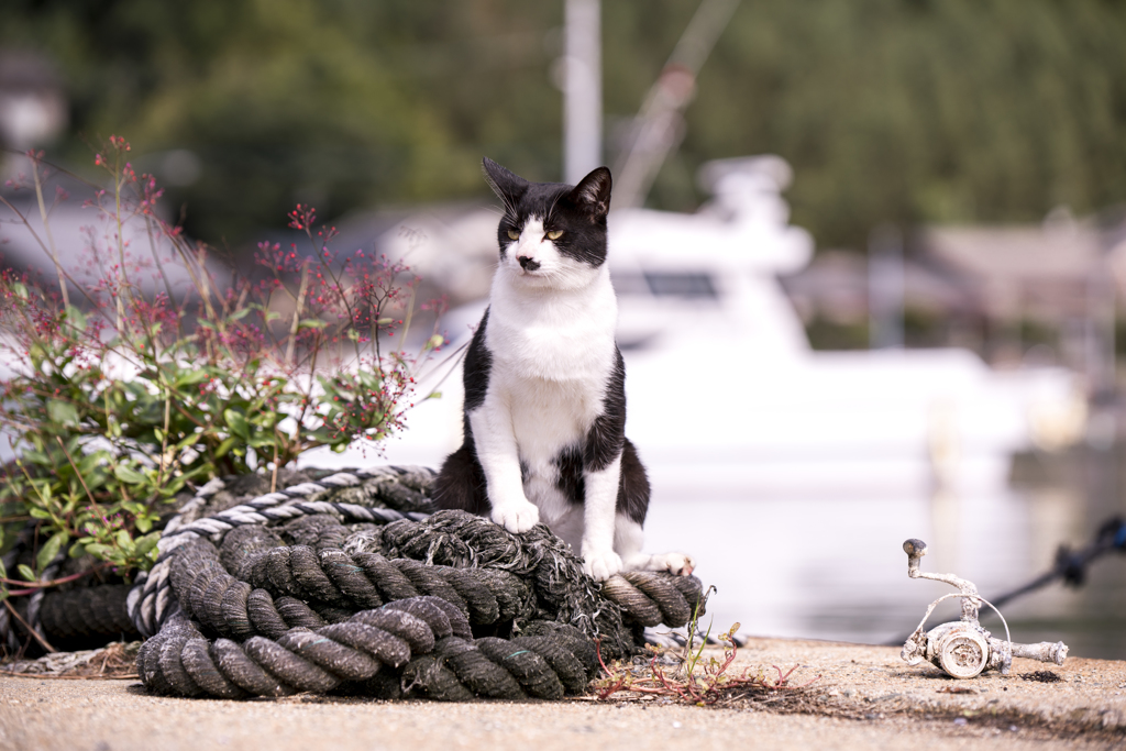 相島の猫①