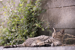 相島の猫⑦