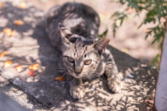 相島の猫⑮